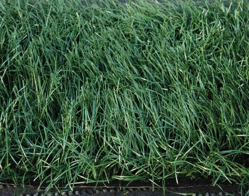 140 pontos/m de madeira sintética para desportos com 32 mm de altura para paisagismo e jardinagem