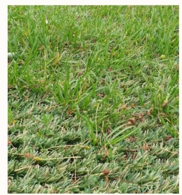 Tapete de grama artificial híbrido de altura de pilha de 25 mm com resistência ao desgaste ultra alta para assentamento misto com grama natural
