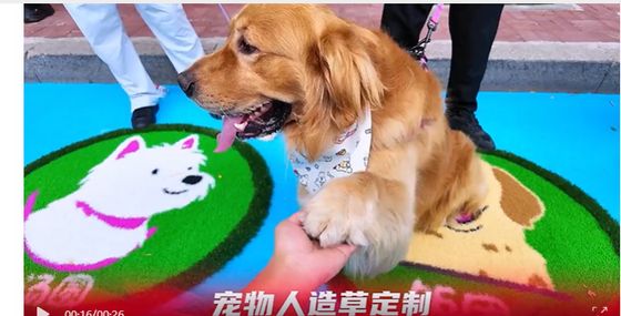 Resistente a UV Cores personalizáveis Erva artificial para jardins de infância e animais de estimação com pouca manutenção