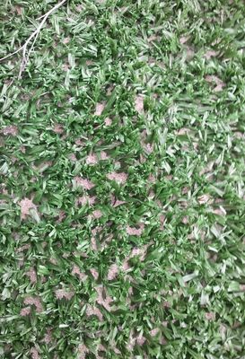 14 mm Altura de pilha Alta densidade Ténis resistente aos raios UV Grama artificial para desportos multifuncionais ao ar livre