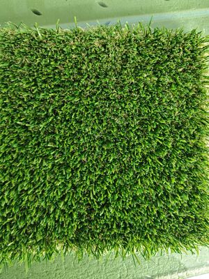 Grama Artificial Sem Enchimento com Altura de Pelo de 30mm e Cola de Látex Transparente para Gramado Esportivo 12400 Dtex Baixa Manutenção